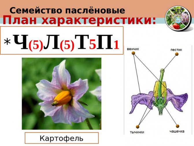 Диаграмма пасленовых цветков